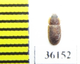 Zopheridae sp.  Thailand - INSECTS-STORE.RU