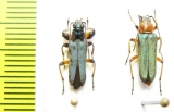 Anogcodes difformis, pair  Turkey - INSECTS-STORE.RU