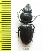 Carabidae sp.  Tanzania - INSECTS-STORE.RU