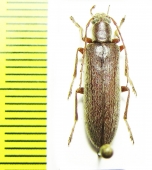 Sparedrus sp.  China, Shaanxi prov. - INSECTS-STORE.RU