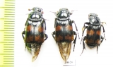 Nicrophorus investigator  Russia, Tver reg. - INSECTS-STORE.RU