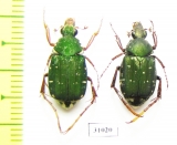 Tibiotrichius vietnamensis, pair  Laos - INSECTS-STORE.RU
