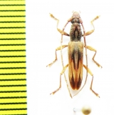 Cerambycidae sp.  Malaysia, Borneo - INSECTS-STORE.RU