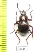 Tenebrionidae sp.  Indonesia, Kalimantan - INSECTS-STORE.RU