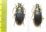 Carabidae sp.  South Africa Rep. - INSECTS-STORE.RU
