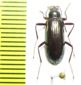 Tenebrionidae sp.  Malaysia - INSECTS-STORE.RU