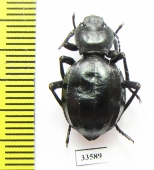 Akis trilineata algeriana  Morocco - INSECTS-STORE.RU