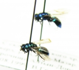 Chrysididae sp.  Kirgizstan - INSECTS-STORE.RU