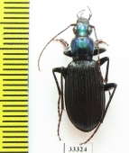 Chlaenius sabahensis  Malaysia, Borneo - INSECTS-STORE.RU