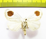 Noctuidae sp.  Russia, Far East - INSECTS-STORE.RU