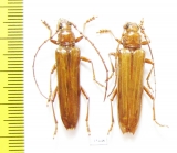 Cerambycidae sp., pair  Mexico - INSECTS-STORE.RU