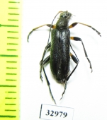 Cortodera femorata  Russia, Tver reg. - INSECTS-STORE.RU