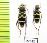 Clytus rhamni bellieri  France, Corsica - INSECTS-STORE.RU