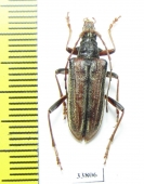 Oxymirus cursor, female  Russia, Tver reg. - INSECTS-STORE.RU