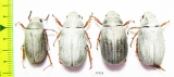 Melolonthinae sp., pair  China, Guangxi prov. - INSECTS-STORE.RU