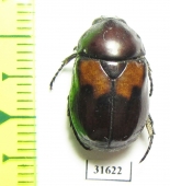 Parastasia sp.  Indonesia, Timor isl. - INSECTS-STORE.RU