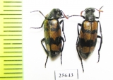 Meloidae sp.  South Africa Rep. - INSECTS-STORE.RU