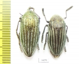 Julodis andreae  Iran, Qazvin prov. - INSECTS-STORE.RU