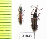 Brentidae sp.  Indonesia, Sumatra - INSECTS-STORE.RU