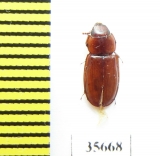 Trogossitidae sp.  Peru - INSECTS-STORE.RU