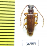 Cerambycidae sp.  South Africa Rep. - INSECTS-STORE.RU