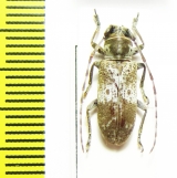 Cerambycidae sp.  Congo - INSECTS-STORE.RU