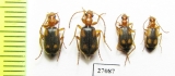 Carabidae sp.  South Africa Rep. - INSECTS-STORE.RU
