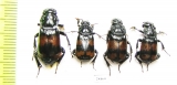 Nicrophorus investigator, N.vespilloides  Russia, Tver reg. - INSECTS-STORE.RU