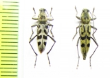 Chlorophorus arciferus, C.quatuordecimmaculatus  Thailand - INSECTS-STORE.RU