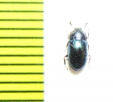 Tenebrionidae sp.  Malaysia - INSECTS-STORE.RU