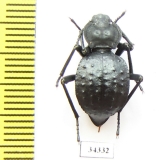 Akis tingitana  Morocco - INSECTS-STORE.RU