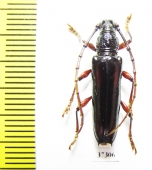 Cerambycidae sp.  Ecuador - INSECTS-STORE.RU