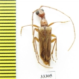 Vesperus fuentei  Spain - INSECTS-STORE.RU