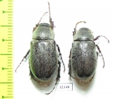 Melolonthinae sp.  Zanzibar isl. - INSECTS-STORE.RU