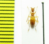 Aphaenops sioberae  France - INSECTS-STORE.RU