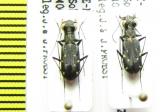 Cylindera sp., pair  Nepal - INSECTS-STORE.RU