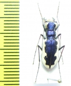 Cephalota galatea, male  Kirgizstan - INSECTS-STORE.RU