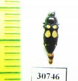 Castiarina lilliputana  Australia - INSECTS-STORE.RU