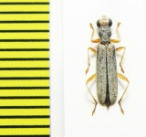 Cleridae sp. Laos - INSECTS-STORE.RU