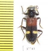 Cleridae sp.  South Africa Rep. - INSECTS-STORE.RU