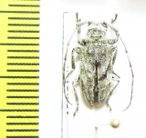 Cerambycidae sp.  Congo - INSECTS-STORE.RU