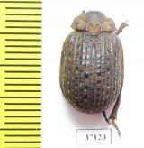 Trogidae sp.  South Africa Rep. - INSECTS-STORE.RU