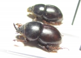 Hybalus maroccanus, pair  Morocco - INSECTS-STORE.RU