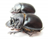 Heliocopris werneri, pair  Kenya - INSECTS-STORE.RU