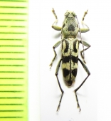 Chlorophorus viticis  Thailand - INSECTS-STORE.RU