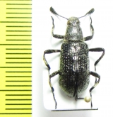 Tenebrionidae sp.  Indonesia, Kalimantan - INSECTS-STORE.RU