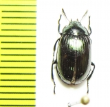 Tenebrionidae sp.  Malaysia - INSECTS-STORE.RU