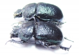 Odontotrypes taurus  China - INSECTS-STORE.RU