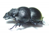 Lethrus dostojevskii, male  Kazakhstan - INSECTS-STORE.RU