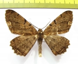 Geometridae sp.  Nepal - INSECTS-STORE.RU